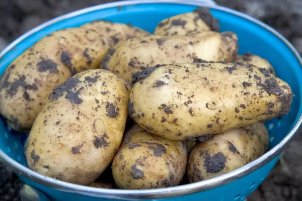 A bowl of freshly harvested maincrop potatoes