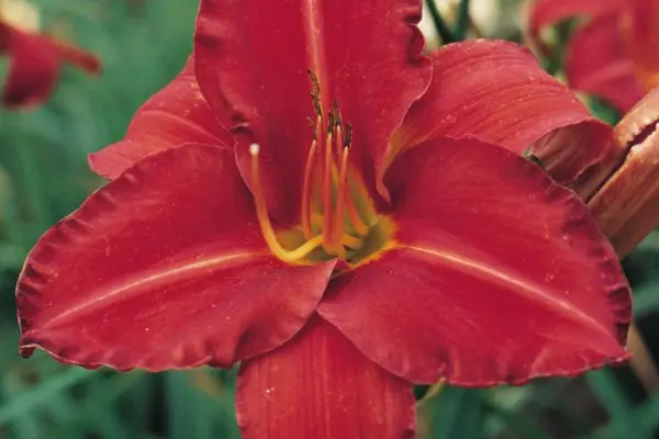 Hemerocallis „Chicago Apache”