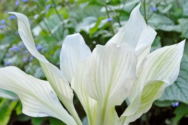 Hosta 'White Feather'
