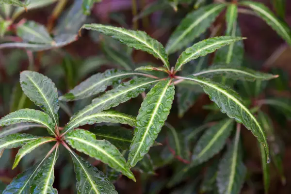 Netrpezlivá omeiana