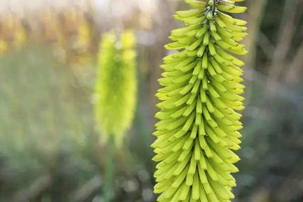 Kniphofia 'orgulho de Percy'