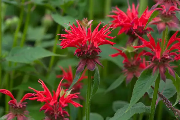 Monarda 'Gardenview Scarlet'