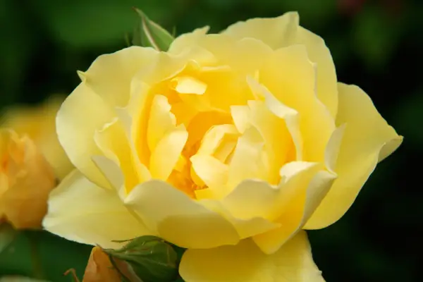 Pink 'Graham Thomas'