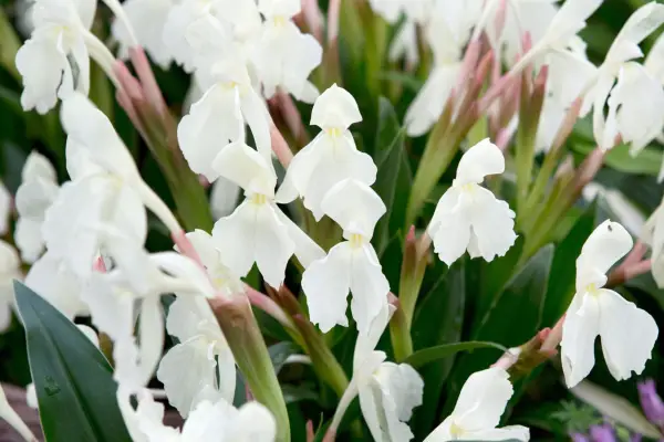 Roscoea 'Kew Beauty'
