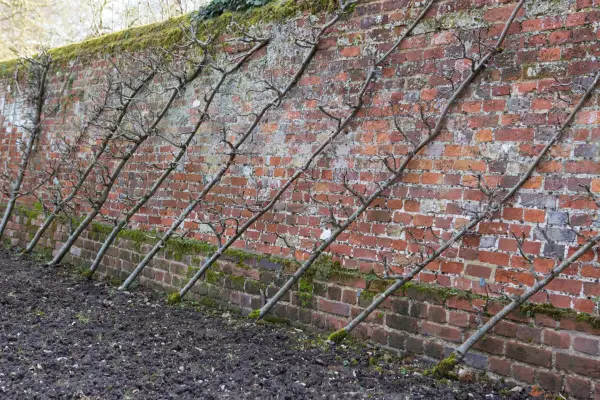 Fruit trees trained as cordons at Audley End House