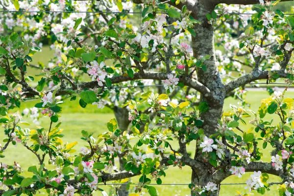 Espalier apple tree