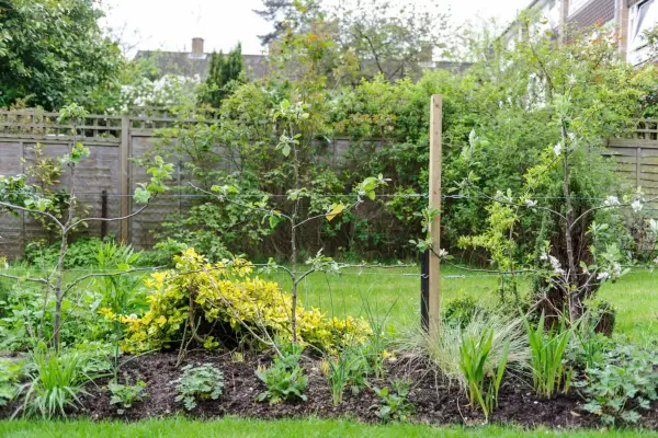 A row of espalier fruit trees