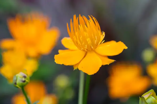 Trollius hondoensis