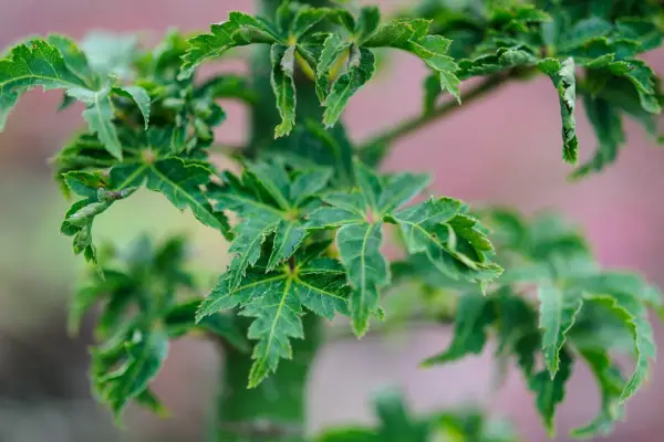 Acer Palmatum 'shishi-gashira'