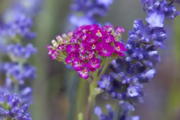 Achillea Millefolium „Platels de vară”