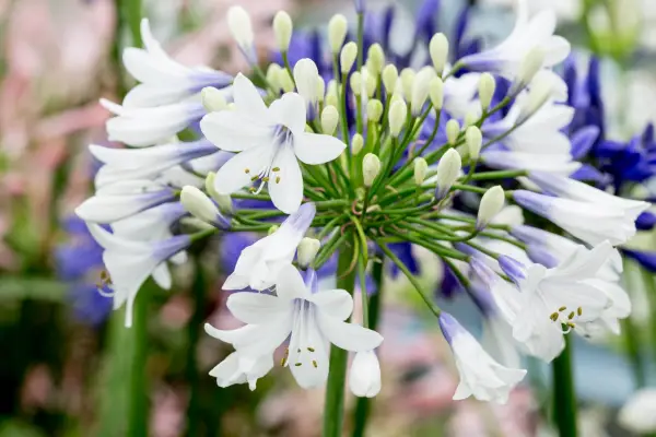 Agapanthus 'Twister'