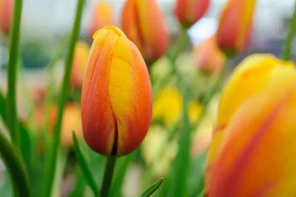 Orange tulip 