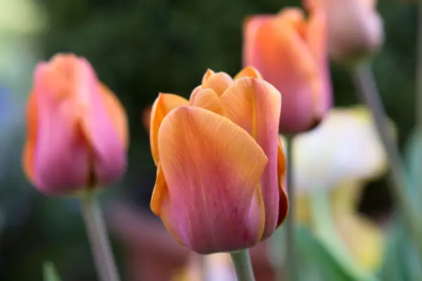 Orange tulip 