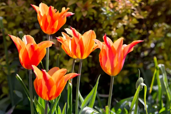 Orange tulip 