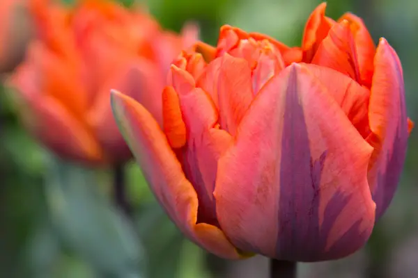 Orange tulip 
