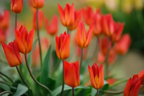 Orange-red Tulip 