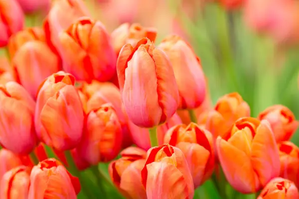 Orange-red tulip 