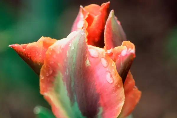 Orange-green tulip 