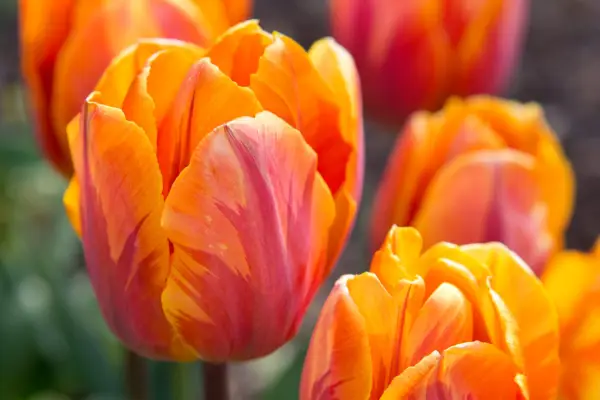 Red-pink-orange tulip 