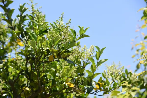 Ilex aquifolium Golden van Tol holly Golden van Tol red berries berry plant portrait 141016 14102016 14/10/16 14/10/2016 14 14th October 2016 Autumn Carol Klein at RHS Garden Rosemoor Torrington Devon PLEASE INCLUDE CREDIT RHS Garden Rosemoor photographer Jason Ingram female tree horizontal