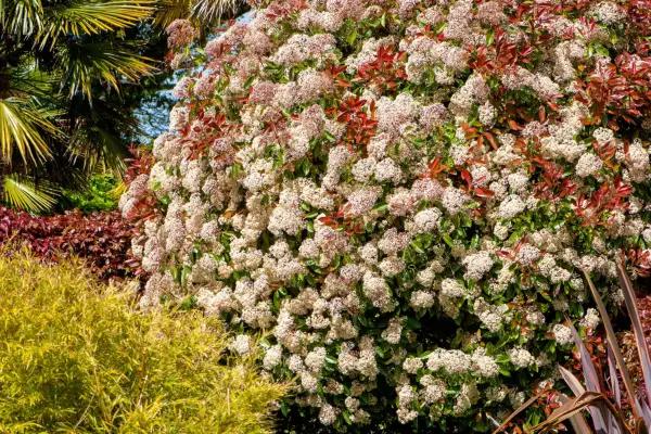Close-up of Photinia x fraseri 