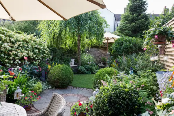 Trees for privacy – silver birch