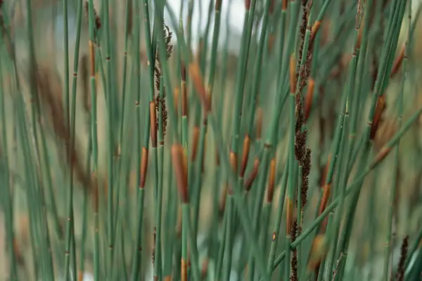 Acoperișuri Chondropetalum