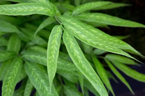 Coniogramme japonica