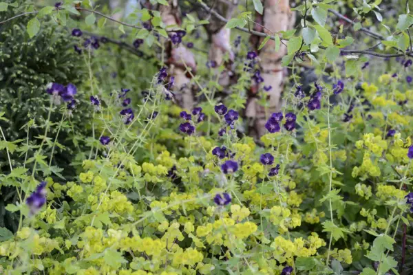 Euphorbia amygdaloides var. Robbiae