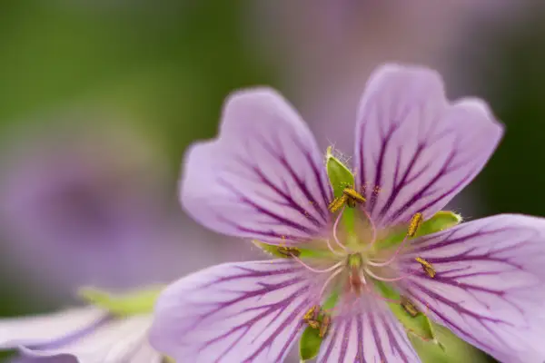 Pelargium 'Stephanie'