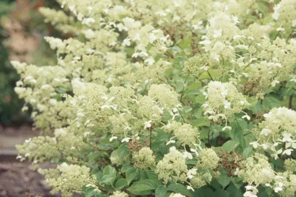 Hydrangea paniculata 'Bruxelles blonder'