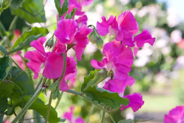 Lathyrus lukt Starlight