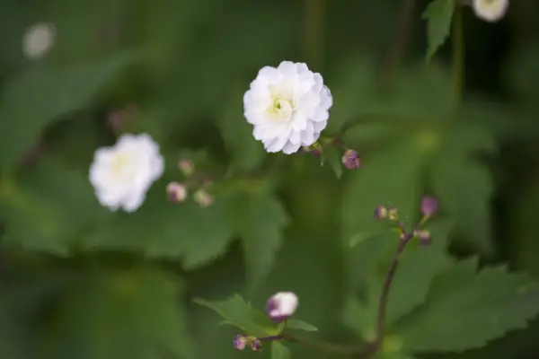 Ranunculus Aconitifolius „Full“