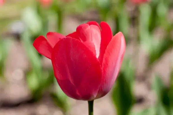 Tulipa 