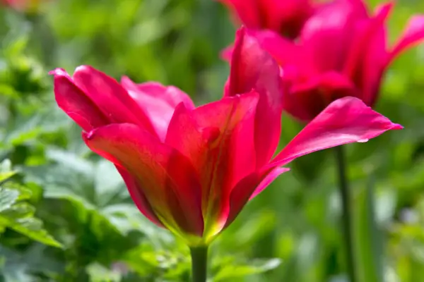 Tulipa 