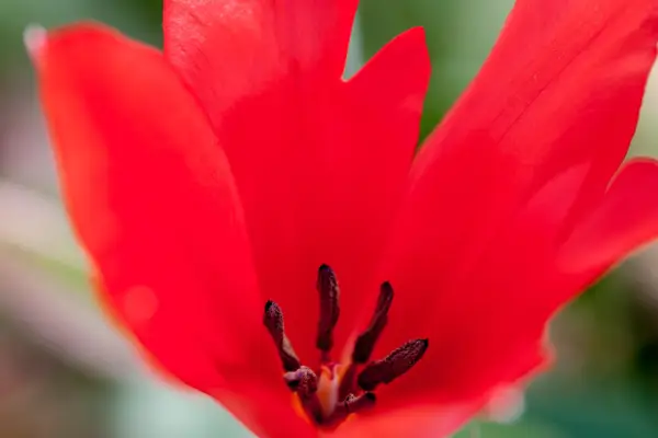 Tulipa praestans