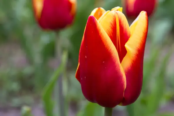 Tulipa 