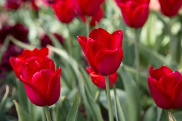 Tulipa 