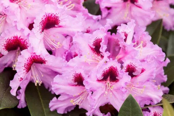 Rododendro 'Cabaret'
