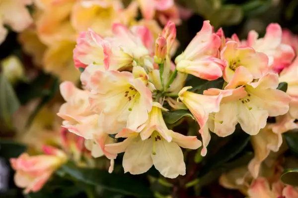 Rhododendron 'Nancy Evans'