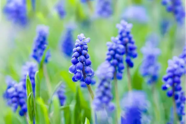 נורות קפיץ להרים ולחלק