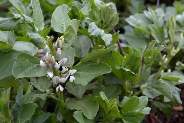 How to start a new vegetable patch - broad beans
