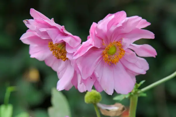 Anemone japonica var. hupehensis 