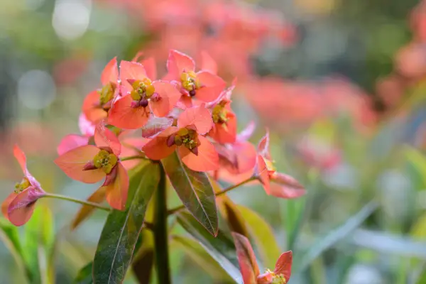 Spurge Euphorbia griffithii Fireglow