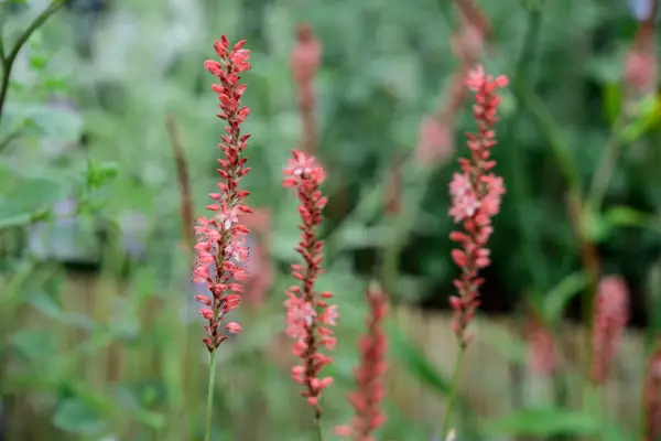 Persicaria amplexicaulis Orange Field