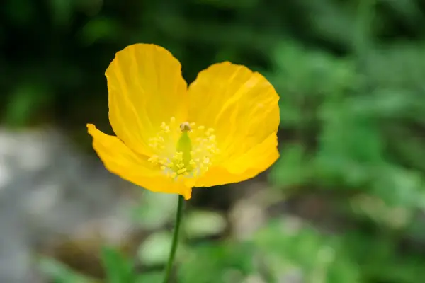 Welsh poppy Papaver cambricum