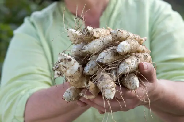 Jerusalem artichokes