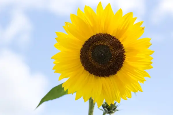 How to grow sunflowers - sunflower 