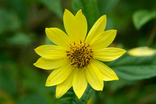 Helianthus Lemon Queen