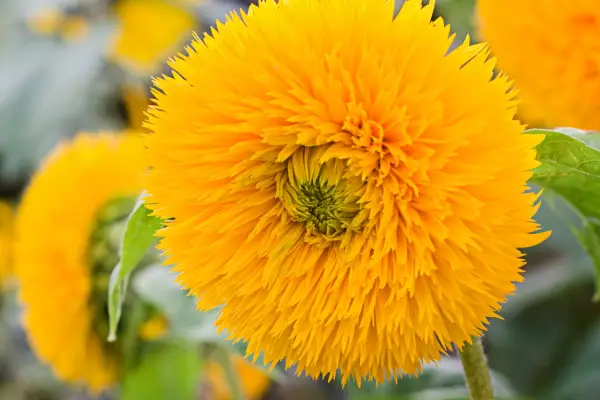 Helianthus Orange Sun